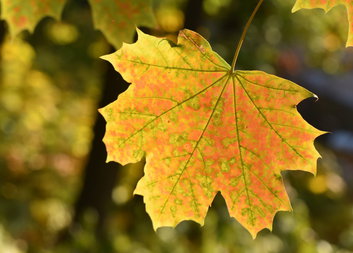 Děkujeme Výboru dobré vůle – Nadaci Olgy Havlové za podporu projektu